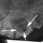 Veterinary Dental X Ray 2