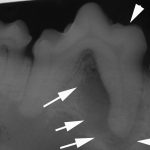 Veterinary Dental X Ray 3
