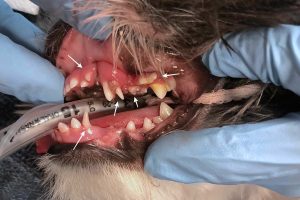 ADOS baby teeth v1 300x200 - FAQ