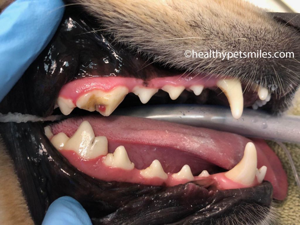 Canine Dental Extractions at Derrick Duran blog