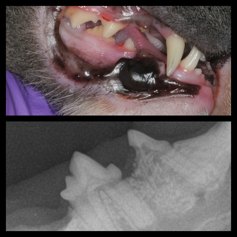 Tooth Resorption Animal Dental Specialist