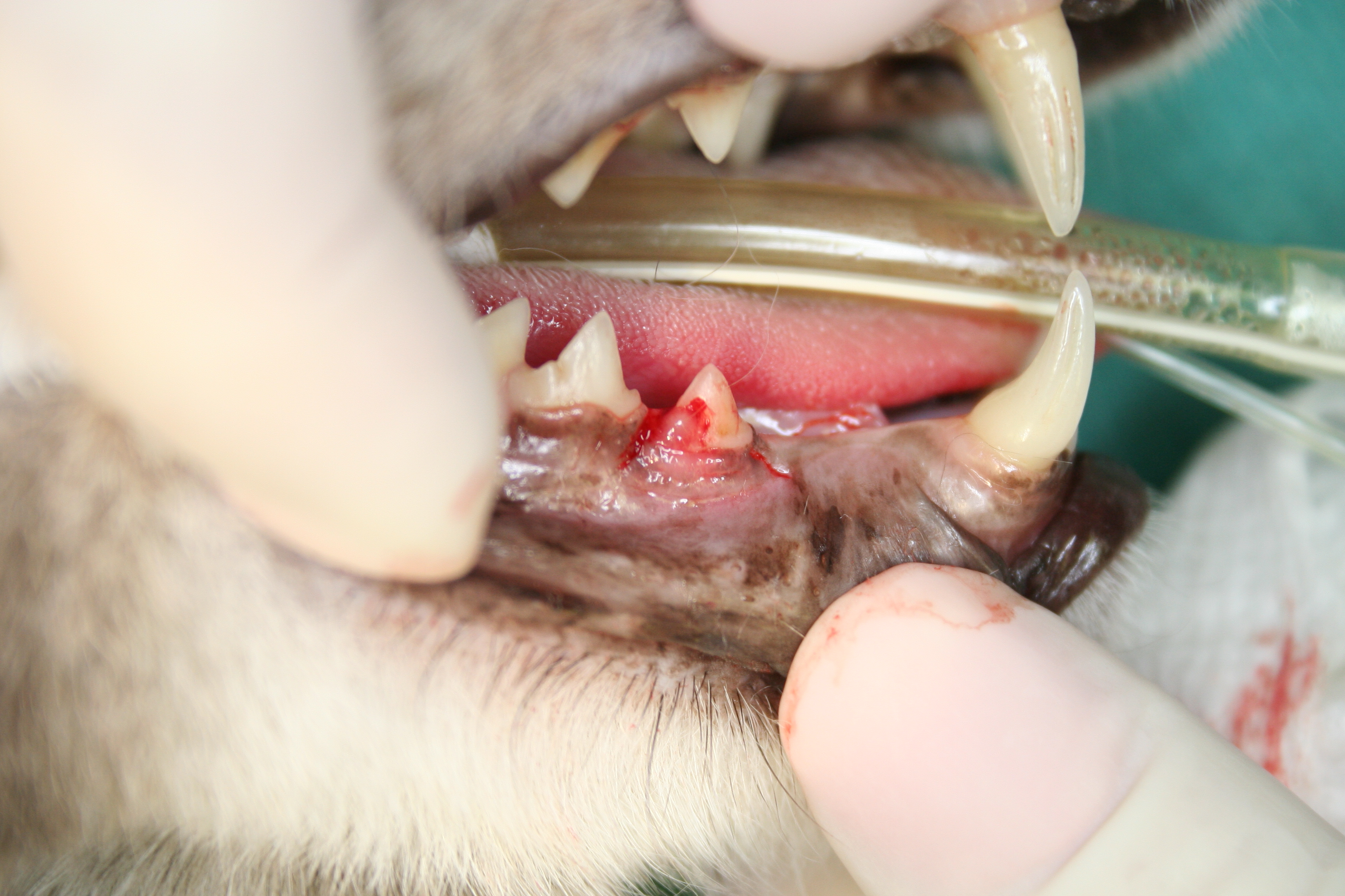 Tooth Resorption Animal Dental Specialist