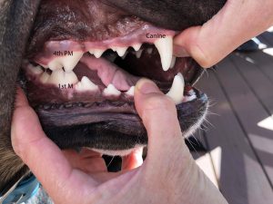 Fractured Teeth - Animal Dental Specialist