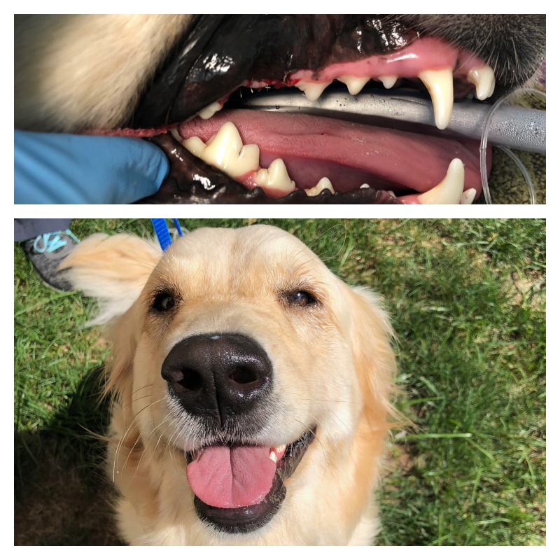 how do you tell if your dog has a broken tooth