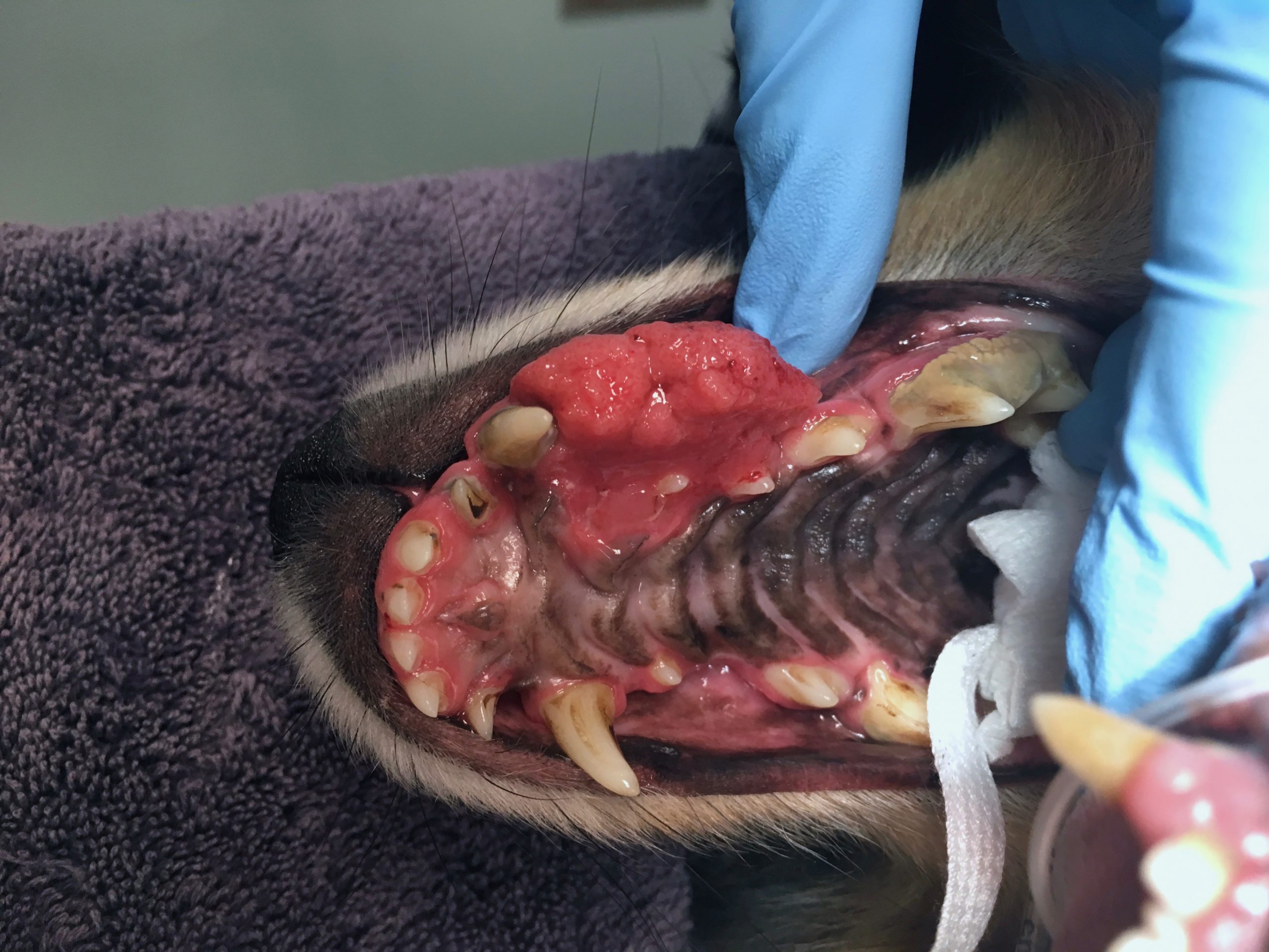 gingival hyperplasia in dogs