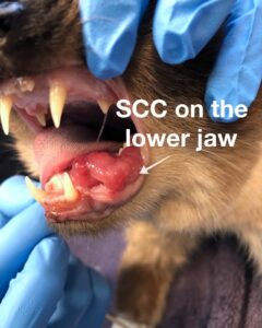 SCC on lower jaw cat v1 240x300 - Feline Squamous Cell Carcinoma (SCC)