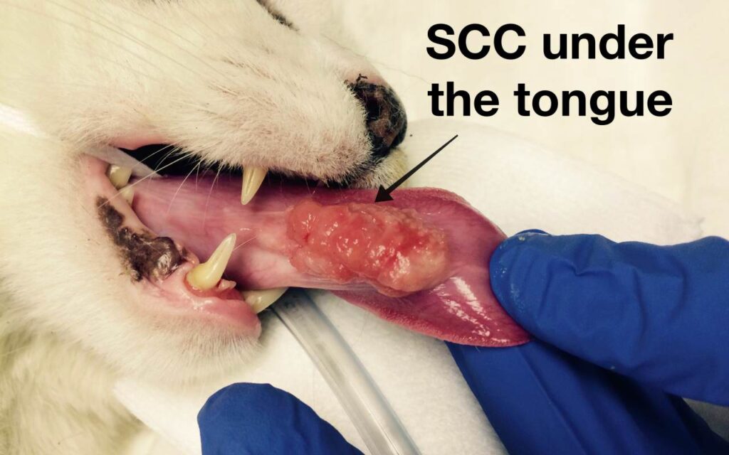 SCC under the tongue v1 1024x640 - Feline Squamous Cell Carcinoma (SCC)