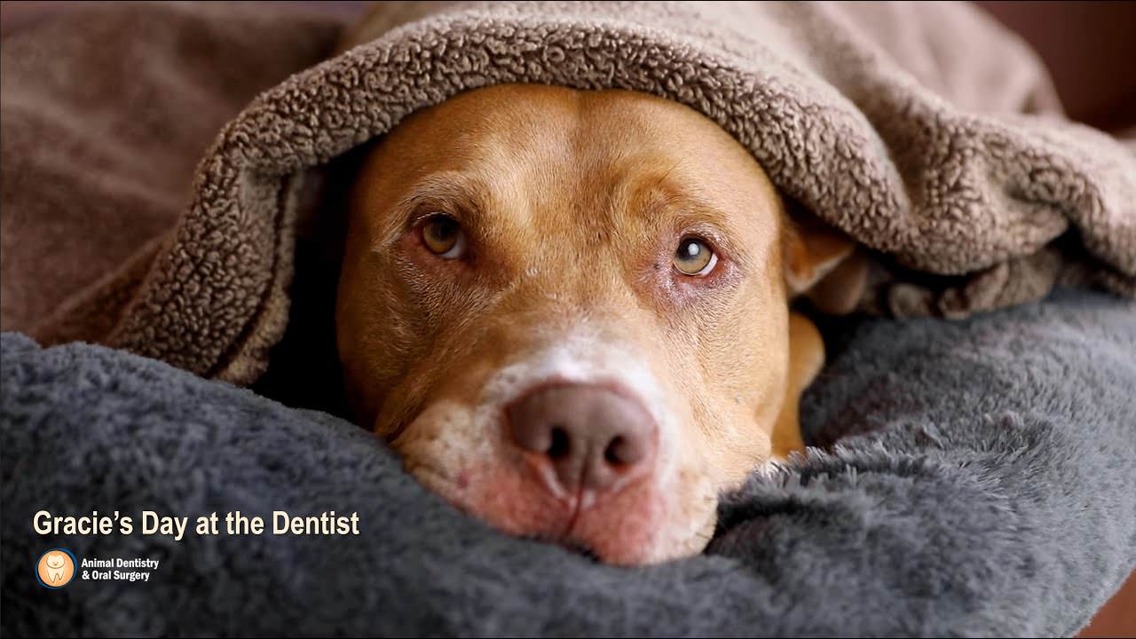 Animal Dental Specialist